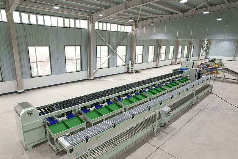 onion sorting packaging machine.jpg